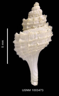 To NMNH Extant Collection (Trophon arnaudi Pastorino, 2002 holotype shell dorsal view)