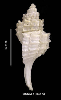 To NMNH Extant Collection (Trophon arnaudi Pastorino, 2002 holotype shell lateral view)
