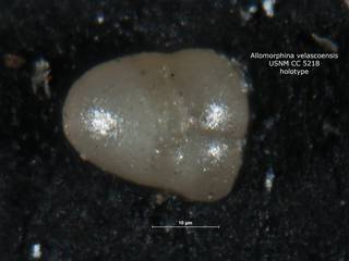 To NMNH Paleobiology Collection (allomorphina_velascoensis_holo_CC_5218)