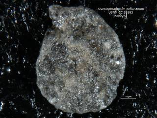 To NMNH Paleobiology Collection (alveolophragmium_peruvianum_holo_CC_59593)