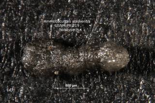 To NMNH Paleobiology Collection (ammobaculites_alaskensis_PR_219_holo)