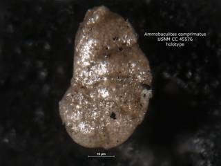 To NMNH Paleobiology Collection (ammobaculites_comprimatus_holo_CC_45576)