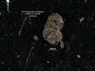 To NMNH Paleobiology Collection (ammobaculites_dilatatus_holo_cc_56769_bottom)