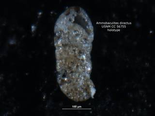 To NMNH Paleobiology Collection (ammobaculites_directus_holo_CC_56755)