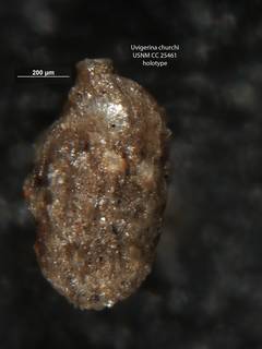 To NMNH Paleobiology Collection (Uvigerina churchi cc25461 holo)
