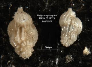 To NMNH Paleobiology Collection (Uvigerina peregrina 1 usnm17575 para at top)