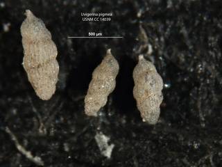 To NMNH Paleobiology Collection (Uvigerina pigmea cc14039 topotypes plesiotypes)