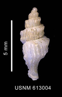 To NMNH Extant Collection (Trophon drygalskii Thiele, 1912 shell lateral view)