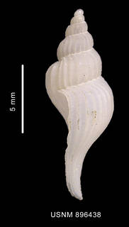 To NMNH Extant Collection (Trophon emilyae Pastorino, 2002 holotype, shell lateral view)