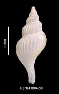 To NMNH Extant Collection (Trophon emilyae Pastorino, 2002 holotype, shell dorsal view)