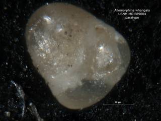 To NMNH Paleobiology Collection (allomorphina_whangaia_para 689004)