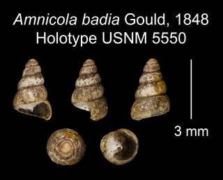 To NMNH Extant Collection (Amnicola badia Gould, 1848 Holotype USNM 5550)