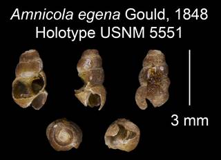 To NMNH Extant Collection (Amnicola egena Gould, 1848 Holotype USNM 5551)