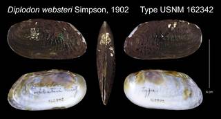 To NMNH Extant Collection (Diplodon websteri Simpson, 1902 Type USNM 162342)
