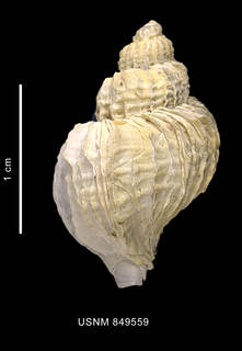 To NMNH Extant Collection (Trophon leptocharteres Oliver et Picken, 1984 shell dorsal view)