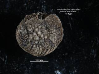 To NMNH Paleobiology Collection (amphistegina_lopeztrigoi_cotype_MO_544393_top)
