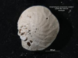 To NMNH Paleobiology Collection (amphistegina_pinarensis_cosdeni_usnm559729_holo2)