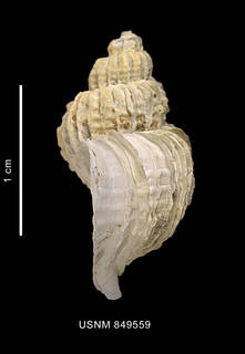 To NMNH Extant Collection (Trophon leptocharteres Oliver et Picken, 1984 shell lateral view)