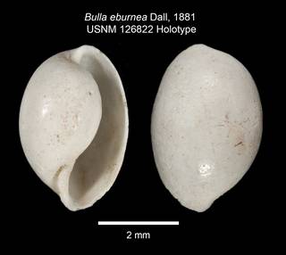 To NMNH Extant Collection (IZ MOL126822 Holotype Shell Plate)