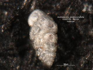 To NMNH Paleobiology Collection (Abditodentrix asketocomptella USNM PAL 383104 holo)