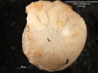 To NMNH Paleobiology Collection (Amphistegina lessonii melanesiensis MO 689339 holo v2)