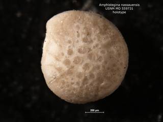 To NMNH Paleobiology Collection (Amphistegina nassauensis USNM MO 559731 v2)