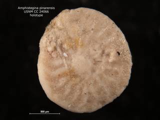 To NMNH Paleobiology Collection (Amphistegina pinarensis CC 24066 v2)