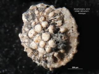 To NMNH Paleobiology Collection (amphistegina_senni_usnm_625411holo)