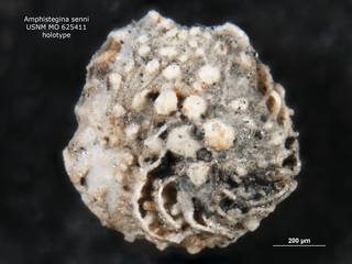 To NMNH Paleobiology Collection (amphistegina_senni_usnm_625411holov1)