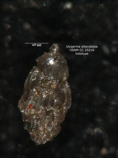 To NMNH Paleobiology Collection (Uvigerina altacostata cc25216 holo)