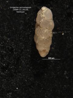 To NMNH Paleobiology Collection (Uvigerina carmeloensis cc20135 holotype)