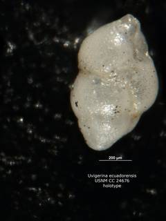 To NMNH Paleobiology Collection (Uvigerina ecuadorensis 1 cc24676 holo)