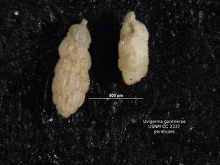 To NMNH Paleobiology Collection (Uvigerina gardnerae cc2337 paratypes middle)