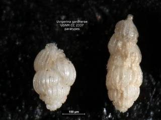 To NMNH Paleobiology Collection (Uvigerina gardnerae paratypes cc2337)