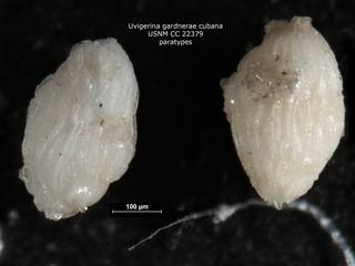 To NMNH Paleobiology Collection (Uvigerina gardnerae cubana CC22379)