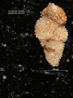 To NMNH Paleobiology Collection (Uvigerina hispida usnm497197 plesiotype Kleinpell)