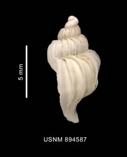 To NMNH Extant Collection (Trophon longstaffi Smith, 1907 shell lateral view)