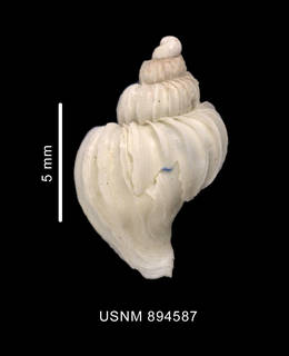 To NMNH Extant Collection (Trophon longstaffi Smith, 1907 shell dorsal view)