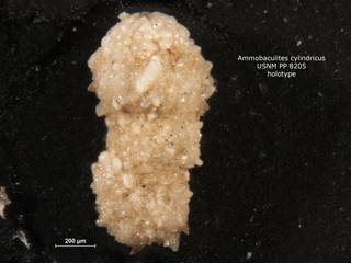To NMNH Paleobiology Collection (ammobaculites_cylindricus_holo_PP_8205)