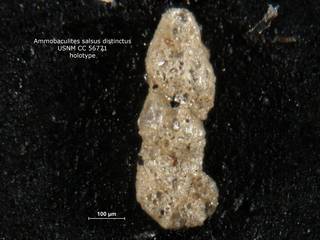To NMNH Paleobiology Collection (ammobaculites_salsus_distinctus_holo_CC_56771)