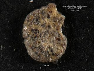 To NMNH Paleobiology Collection (ammobaculites_stephensoni_holo_CC_19025)