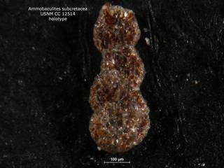 To NMNH Paleobiology Collection (ammobaculites_subcretacea_holo_CC_12514)