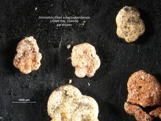 To NMNH Paleobiology Collection (ammobaculites_subgoodlandensis_para_USNM_104456_2)