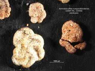 To NMNH Paleobiology Collection (ammobaculites_subgoodlandensis_para_USNM_104456_1)
