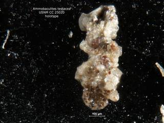 To NMNH Paleobiology Collection (ammobaculites_testacea_holo_CC_25020)