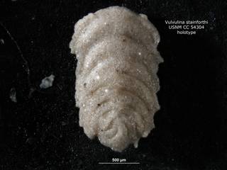 To NMNH Paleobiology Collection (Vulvulina stainforthi CC54304 holo)