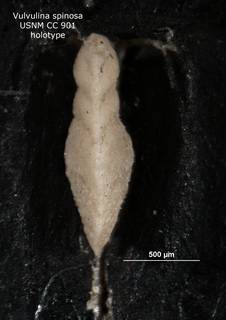 To NMNH Paleobiology Collection (Vulvulina spinosa CC901 holo 2)
