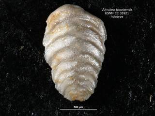 To NMNH Paleobiology Collection (Vulvulina jacuraensis CC35921 holo)