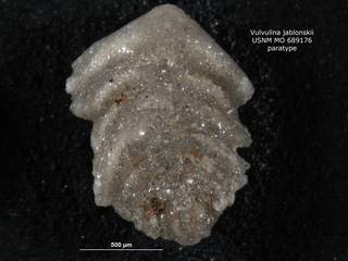 To NMNH Paleobiology Collection (Vulvulina jablonskii USNM689176 para 2)