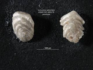 To NMNH Paleobiology Collection (Vulvulina jablonskii USNM689176 para 1)